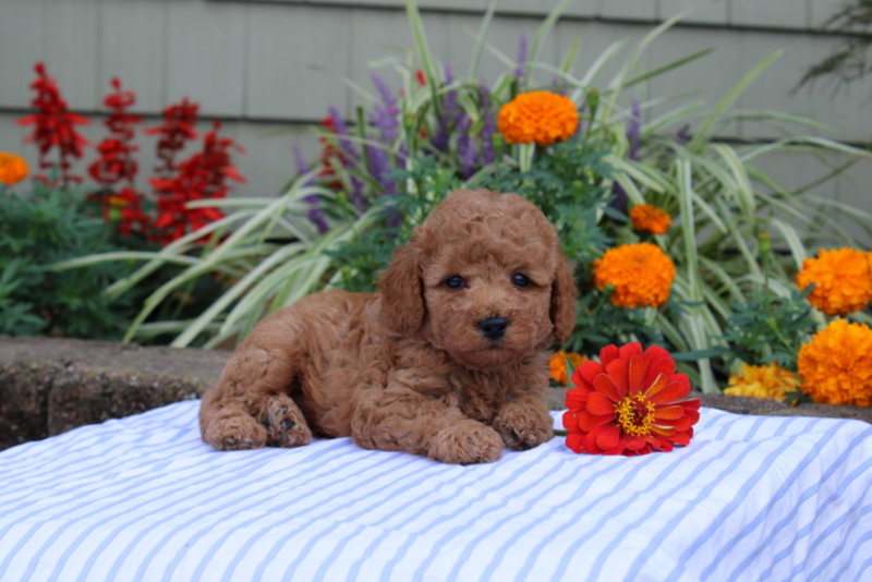 puppy, for, sale, Mini Poodle, Matthew B. Stoltzfus, dog, breeder, Gap, PA, dog-breeder, puppy-for-sale, forsale, nearby, find, puppyfind, locator, puppylocator, aca